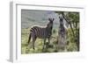 African Zebras 114-Bob Langrish-Framed Photographic Print