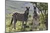 African Zebras 114-Bob Langrish-Mounted Photographic Print