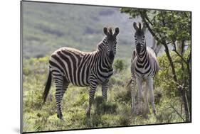 African Zebras 114-Bob Langrish-Mounted Photographic Print