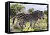 African Zebras 115-Bob Langrish-Framed Stretched Canvas