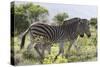 African Zebras 115-Bob Langrish-Stretched Canvas