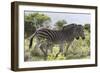 African Zebras 115-Bob Langrish-Framed Photographic Print