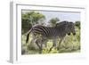 African Zebras 115-Bob Langrish-Framed Photographic Print