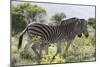 African Zebras 115-Bob Langrish-Mounted Photographic Print