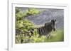 African Zebras 116-Bob Langrish-Framed Photographic Print