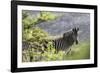 African Zebras 116-Bob Langrish-Framed Photographic Print