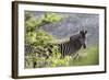 African Zebras 116-Bob Langrish-Framed Photographic Print