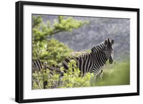 African Zebras 116-Bob Langrish-Framed Photographic Print