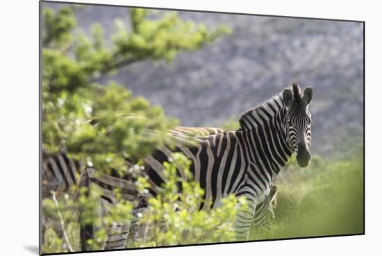 African Zebras 116-Bob Langrish-Mounted Photographic Print