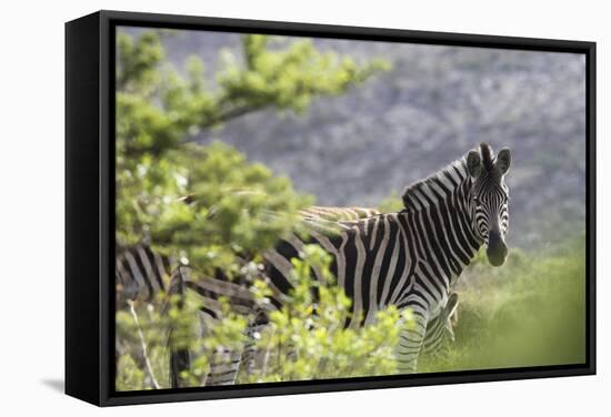 African Zebras 116-Bob Langrish-Framed Stretched Canvas