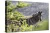 African Zebras 116-Bob Langrish-Stretched Canvas