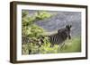 African Zebras 116-Bob Langrish-Framed Photographic Print