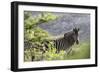 African Zebras 116-Bob Langrish-Framed Photographic Print
