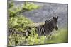 African Zebras 116-Bob Langrish-Mounted Photographic Print