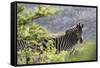 African Zebras 116-Bob Langrish-Framed Stretched Canvas