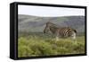 African Zebras 117-Bob Langrish-Framed Stretched Canvas