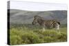 African Zebras 117-Bob Langrish-Stretched Canvas