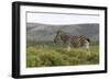 African Zebras 117-Bob Langrish-Framed Photographic Print