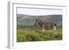 African Zebras 117-Bob Langrish-Framed Photographic Print