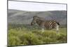 African Zebras 117-Bob Langrish-Mounted Photographic Print