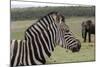 African Zebras 121-Bob Langrish-Mounted Photographic Print