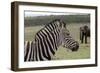 African Zebras 121-Bob Langrish-Framed Photographic Print