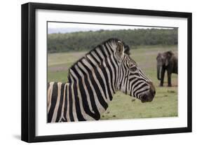 African Zebras 121-Bob Langrish-Framed Photographic Print