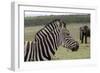 African Zebras 121-Bob Langrish-Framed Photographic Print