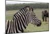 African Zebras 121-Bob Langrish-Mounted Photographic Print