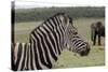 African Zebras 121-Bob Langrish-Stretched Canvas