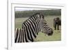 African Zebras 121-Bob Langrish-Framed Photographic Print