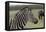 African Zebras 121-Bob Langrish-Framed Stretched Canvas