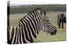 African Zebras 121-Bob Langrish-Stretched Canvas