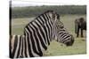 African Zebras 121-Bob Langrish-Stretched Canvas