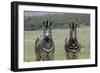 African Zebras 123-Bob Langrish-Framed Photographic Print