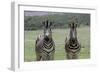 African Zebras 123-Bob Langrish-Framed Photographic Print