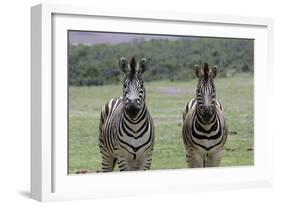 African Zebras 123-Bob Langrish-Framed Photographic Print