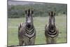 African Zebras 123-Bob Langrish-Mounted Photographic Print