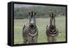 African Zebras 123-Bob Langrish-Framed Stretched Canvas