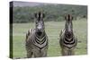 African Zebras 123-Bob Langrish-Stretched Canvas