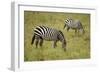 African Zebras-lexan-Framed Photographic Print