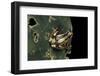 Afrixalus Dorsalis (Brown Banana Frog)-Paul Starosta-Framed Photographic Print