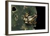 Afrixalus Dorsalis (Brown Banana Frog)-Paul Starosta-Framed Photographic Print