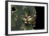 Afrixalus Dorsalis (Brown Banana Frog)-Paul Starosta-Framed Photographic Print