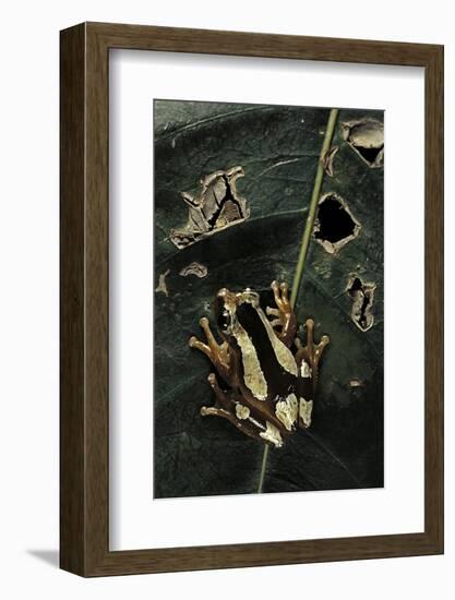Afrixalus Dorsalis (Brown Banana Frog)-Paul Starosta-Framed Photographic Print
