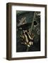 Afrixalus Dorsalis (Brown Banana Frog)-Paul Starosta-Framed Photographic Print