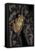 Afrixalus Stuhlmanni (Lesser Banana Frog )-Paul Starosta-Framed Stretched Canvas