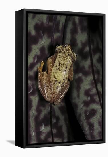 Afrixalus Stuhlmanni (Lesser Banana Frog )-Paul Starosta-Framed Stretched Canvas