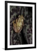 Afrixalus Stuhlmanni (Lesser Banana Frog )-Paul Starosta-Framed Photographic Print
