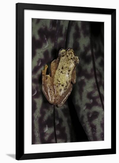 Afrixalus Stuhlmanni (Lesser Banana Frog )-Paul Starosta-Framed Photographic Print